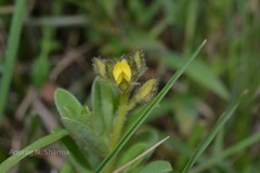 Crotalaria umbellata